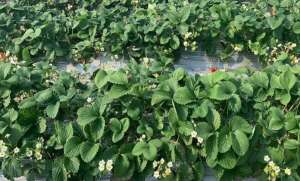 草莓苗长几年可以结果？怎么浇水施肥？