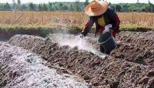 用生石灰解决土壤酸化、防治土传病害问题