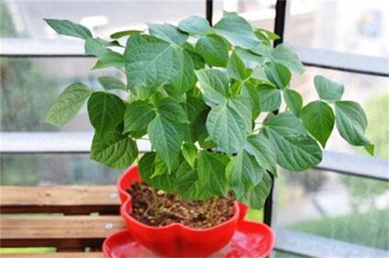 适合室内种植的蔬菜，盘点十种室内常见蔬菜