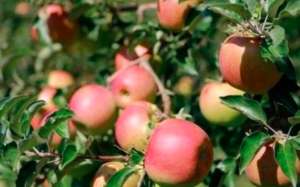 苹果树冬剪，剪锯口要怎么保护好？