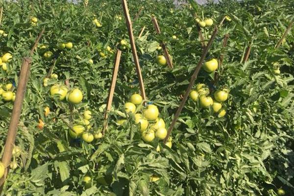 耐热番茄越夏品种