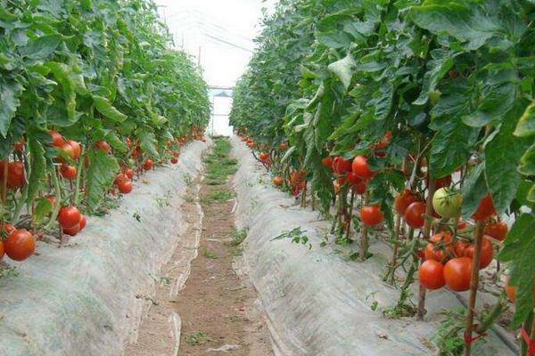耐热番茄越夏品种