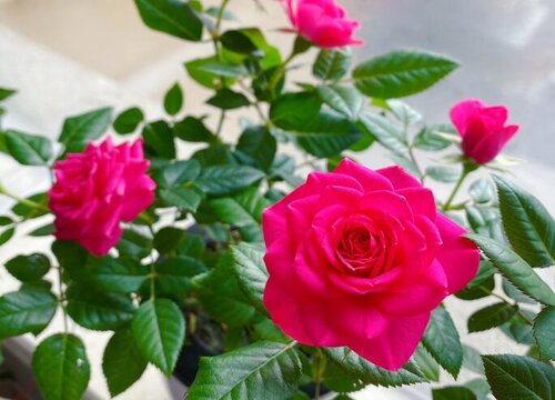 玫瑰花适合什么季节种植或者移栽 玫瑰几月份种最好
