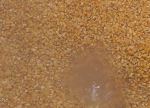 玉米酿酒方法和步骤（家庭玉米酒最简单的酿制方法）