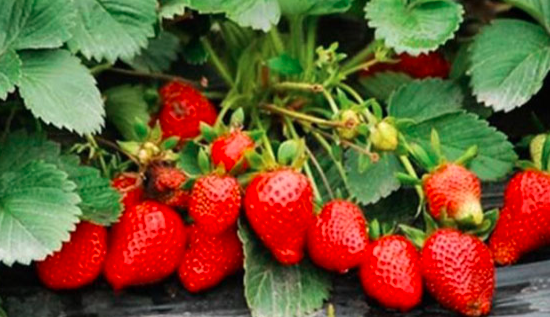 草莓定植做好这几个要点，丰收不是大问题！