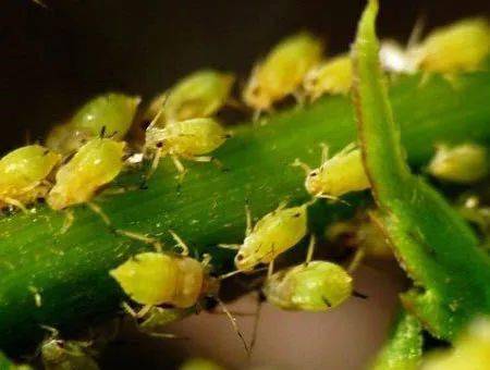 高手教你如何治蚜虫，一季无蚜虫，干净又彻底！