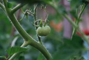 西红柿扦插栽培居然有这么多有优点！详解西红柿扦插高效栽培