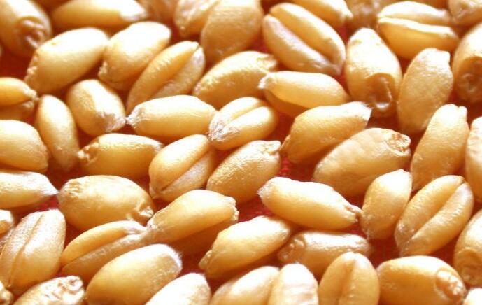 2022年3月7日全国各地市场今日小麦价格行情涨跌表