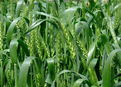 小麦底肥用什么肥料好（种植小麦复合肥底肥最佳配方）