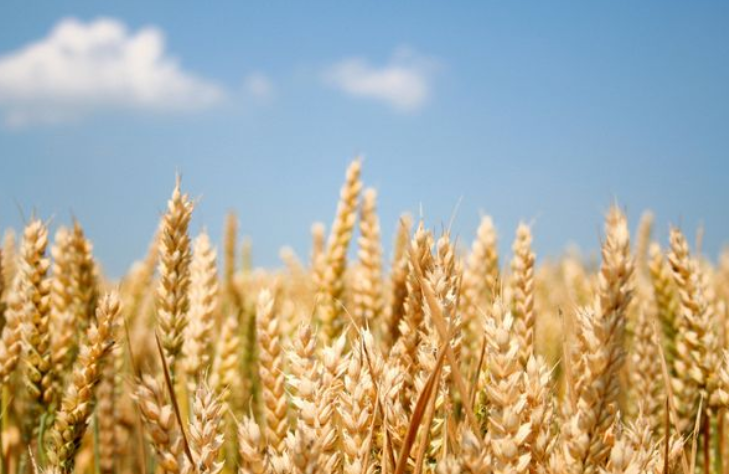 上周美国小麦出口检验量下滑，没有对华出口小麦