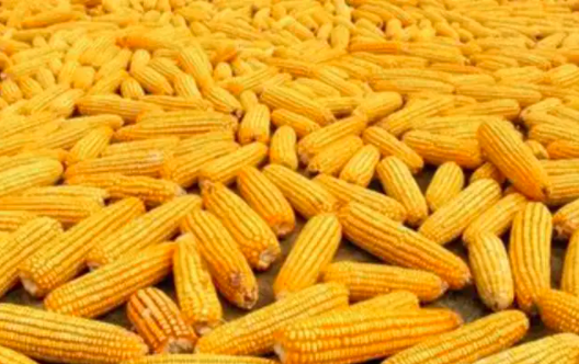 全球玉米和小麦波幅大不同，其实玉米库存相当脆弱