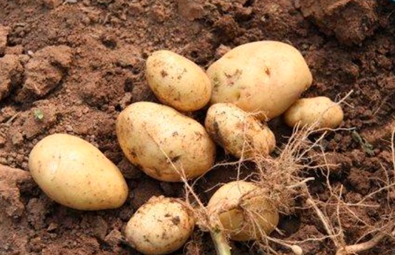 马铃薯品种退化的预防措施