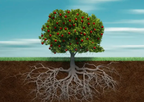 生根不养根，到头一场空！如何养好作物的根？