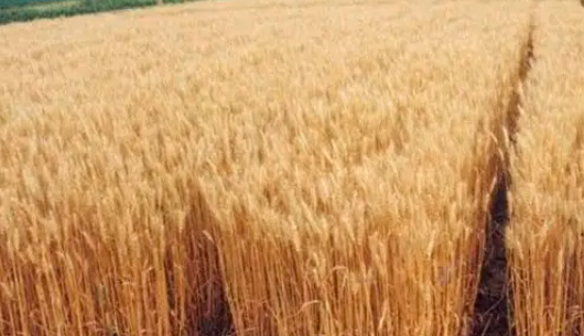 俄略微上调小麦关税至86.4美元/吨