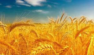 2022年3月22日全国各地市场今日小麦价格行情涨跌表