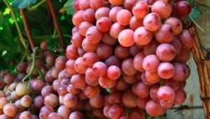 红双味葡萄品种特性、栽培特点及市场前景