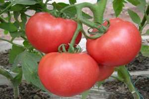 西红柿的品种介绍 哪种品种比较好吃