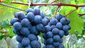 云南夏黑葡萄种植管理技巧 这种水果何时种植