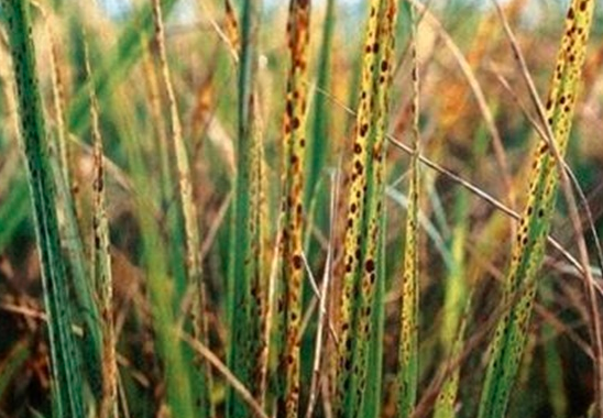 水稻早衰的原因与防治方法？