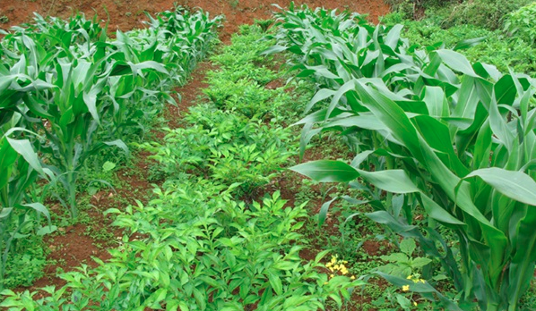 玉米套种哪些农作物土地利用率最大化？