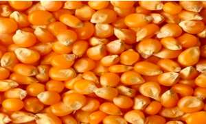 玉米种子的催芽处理方法