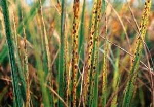 水稻早衰的原因与防治方法？