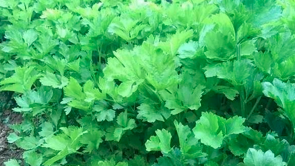 夏季芹菜的种植管理技术