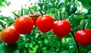 露地种植西红柿要不要点花？怎么点花？