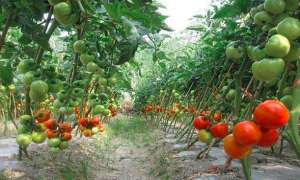 夏季西红柿的肥水管理技术