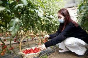 西红柿批量成熟，新发地批发价回落，未来是否会有大浮动？