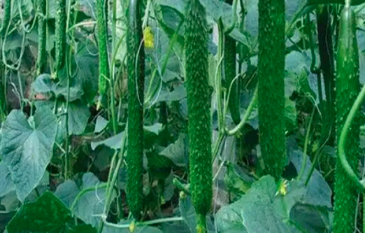 温室黄瓜增产的五种方法 温室的水、肥、温度管理