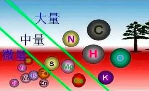 镁与氮、钾元素的互作，科学施用是关键