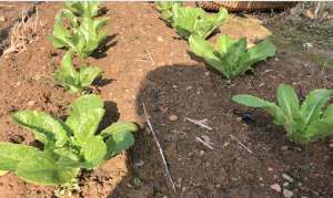 夏季大白菜播种时间和种植方法！