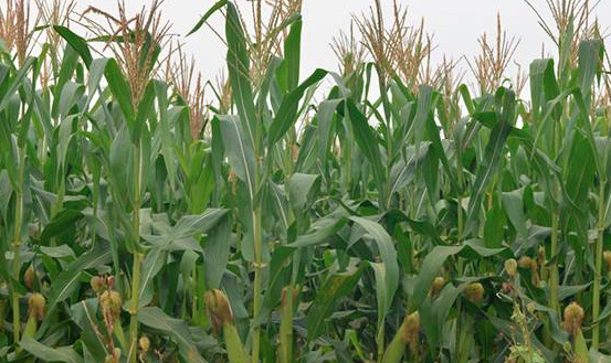 夏季玉米田除草的关键技术