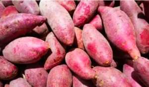 粗粮文化促进红薯产品广受市场欢迎