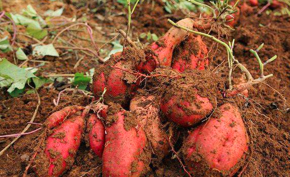 红薯的虫害有哪些，应当怎样防治？