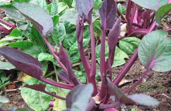 红菜苔不抽薹是什么原因？