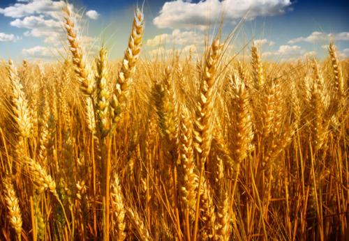今年新小麦价格多少钱一斤？2022年5月13日全国各地今日小麦收购价格表