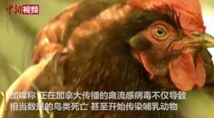 禽流感肆虐加拿大 至少170万只家禽死亡