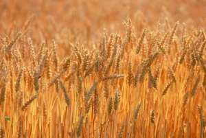 印度小麦出口禁令使澳大利亚小麦FOB价格推至历史高位