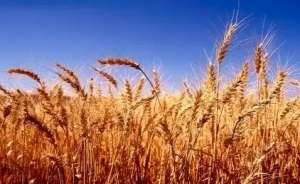 欧洲小麦市场一周聚焦：法国天气干燥炎热，继续提振麦价上涨