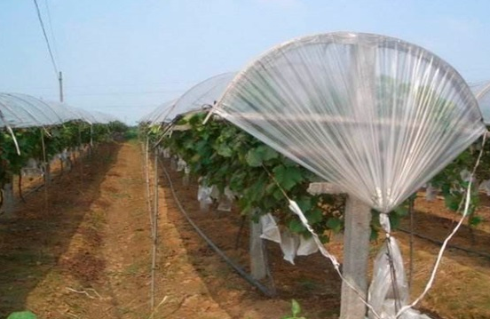 葡萄避雨栽培技术