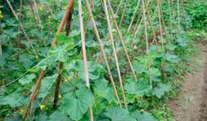 秋黄瓜产量低的原因与防治方法