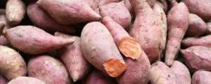 红薯种植技术与管理，这样种才能高产？
