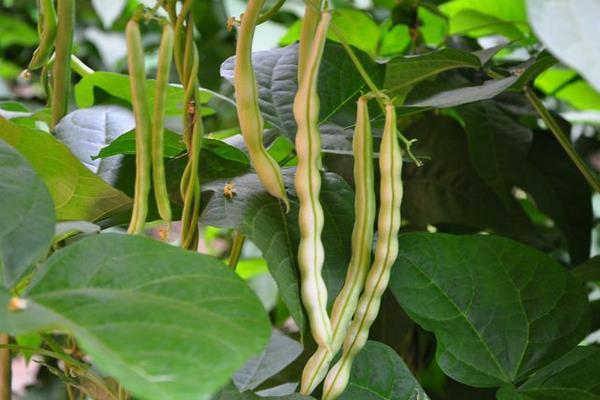 秋云豆种植时间和方法