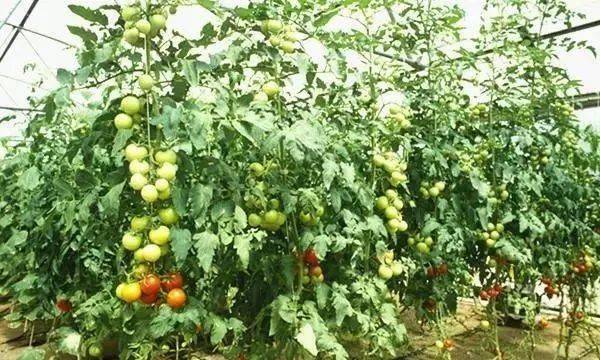 越夏西红柿想高产可没有你想象中那么简单？