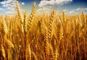 今年新小麦价格多少钱一斤？2022.6.10全国各地今日小麦收购价格表