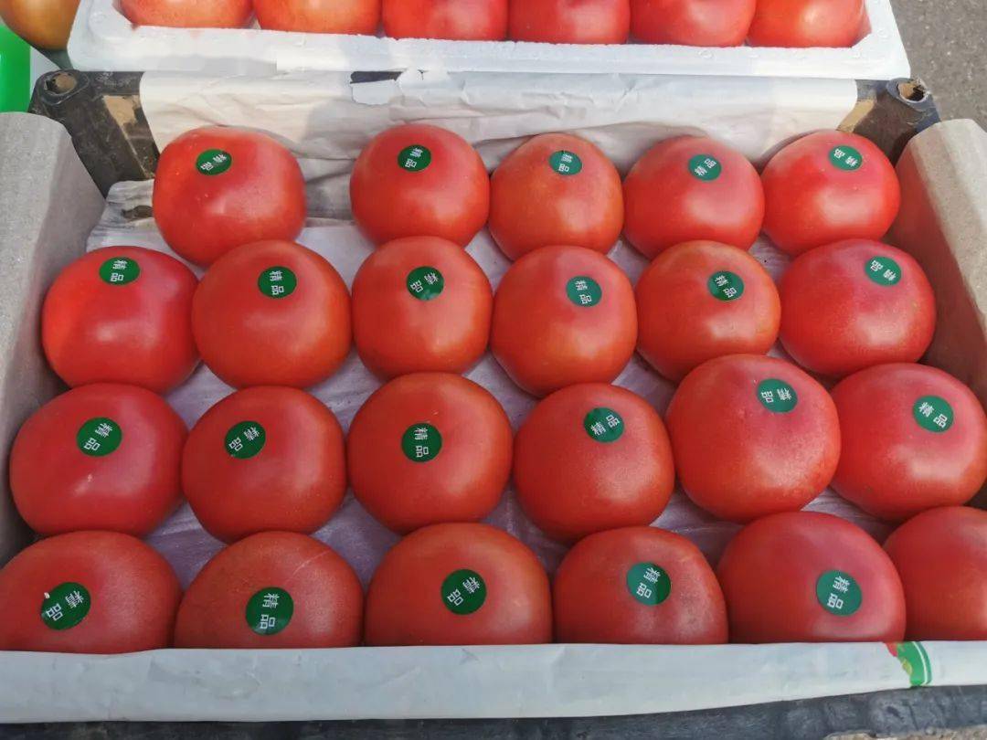 番茄价格下降，豆角类抬头，白萝卜、白菜、圆白菜遇低价