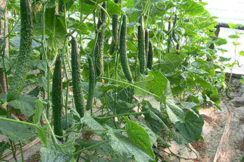 黄瓜种植“五秘诀”，轻松管理促高产！