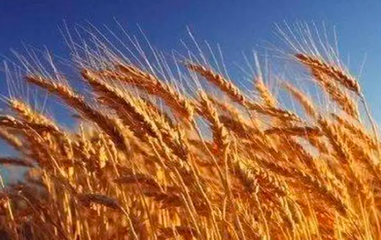 热浪天气席卷西欧，法国小麦价格上涨